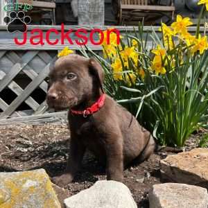 Jackson, Chocolate Labrador Retriever Puppy